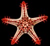 Echinoderms of Indonesia - Protoreaster linckii