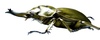 Coleopteras of Indonesia - Allotopus rosenbergi