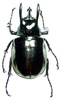 Coleopteras of Indonesia - Chalcosoma atlas