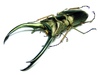 Coleopteras of Indonesia - Cyclommatus elaphus