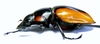 Coleopteras of Indonesia - Odontolabis lacordairei