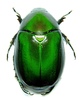 Coleopteras of Indonesia - Euchlora viridis