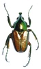 Coleopteras of Indonesia - Phaedimus lumawigi