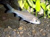 Freshwater Fishes of Indonesia - Tor tambroides