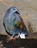 Nicobar Pigeon (Caloenas nicobarica)100