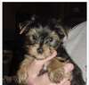 Adorable Teacup Yorkie Puppies(Lisa and Ramcy) For Free Adoption