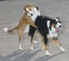 dogs mating