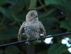 Baby House Finch