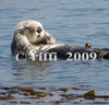 SeaOtter