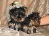 Cute Yorkie Puppies For Free Adoption
