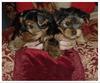 sweet yorkiepuppies for free adoption