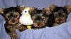 CHARMING Tiny Teacup Yorkie Puppies Ready Now!!!!!!