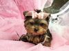 both male and female yorkie puppies for adoption