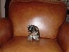 Cute and Lovely Yorkies Puppies for Adoption