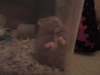another pic of hamster george