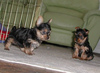 Free   Tea Cup Yorkie Puppies For Adoptioin