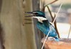sacred kingfisher / Todiramphus sanctus