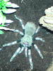 this is a picture of flash my tarantula