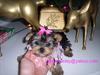 cute and adorable yorkie puppies for adoption