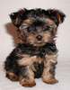 cute tra cup yorkie puppies for free adoption