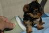 Excellent Yorkie Puppy For Good Home