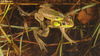 Pelophylax chosenicus 금개구리 Seoul Pond Frog