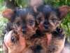 adorable yorkie puppies for free adoption