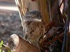 Cool frogmouth