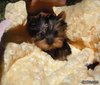 Lovely and cute male and Female Yorkie Puppies for adoption