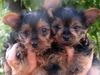 lovely yorkie puppies for free adoption