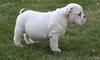 PURE BREED ADORABLE ENGLISH BULL DOG PUPPIES FOR ADOPTION ALL FOR FREE