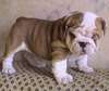 bulldog puppy for adoption