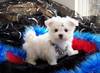 Baby Doll Face Maltese Puppies Available