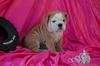 Wrinkle English Bulldog Puppies For Adoption