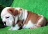 Wrinkle English Bulldog Puppies For Adoption
