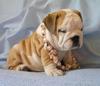 bulldog puppy  for adoption