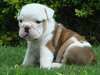 bulldog puppy for adoption