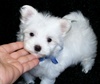 cutie maltes puppy for adoption