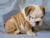 two lovely english bull dog puppies for adoption