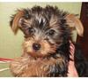 Apple-Head TeaCup Yorkie Puppies for Adoption