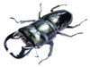 Coleopteras of Indonesia - Dorcus bucephalus