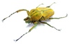 Coleopteras of Indonesia - Mycteristes squamosus
