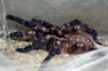 P. Metallica Spiders for sale