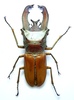 Coleopteras of Indonesia - Cyclommatus lunifer