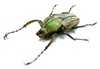 Coleopteras of Indonesia - Mycteristes squamosus