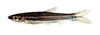 Native Feshwater Fishes of Indonesia - Rasbora cephalotaenia