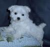 Maltese Puppies For Free Adoption