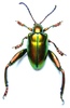Coleopteras of Indonesia - Sagra laticollis