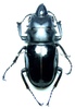 Coleopteras of Indonesia - Odontolabis belicosa