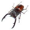Coleopteras of Indonesia - Prosopocoilus astacoides cinnamomeus